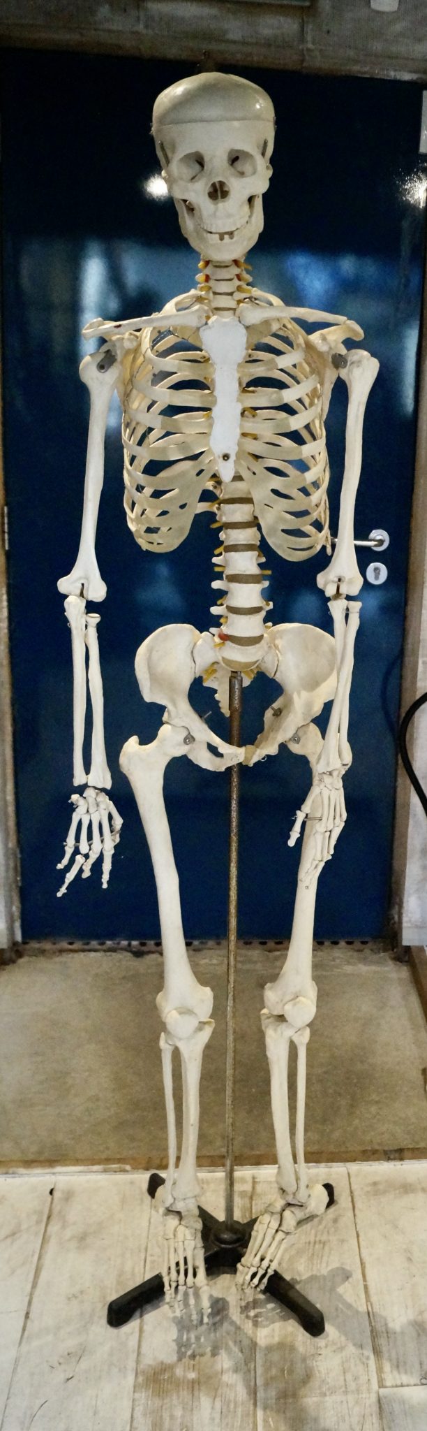 Vintage Medical Anatomical Skeleton Model